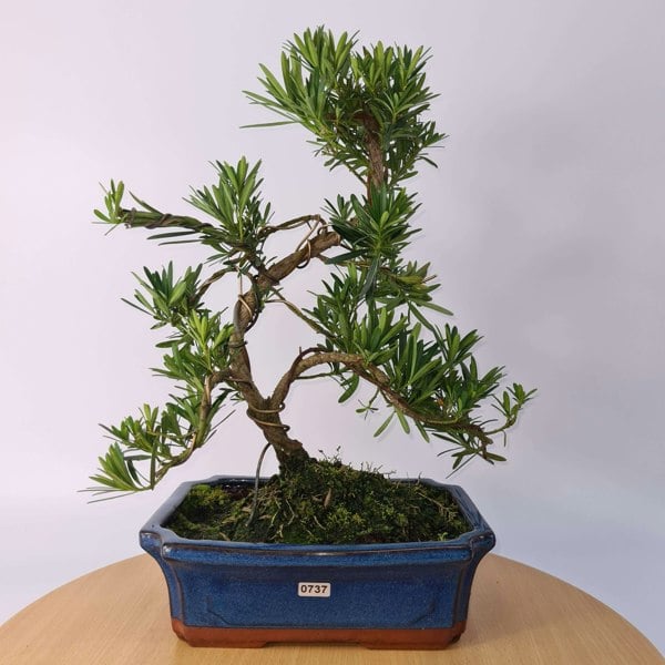 Buddhist Pine (Podocarpus Micro) Bonsai Tree | Shaped | In 25cm Pot