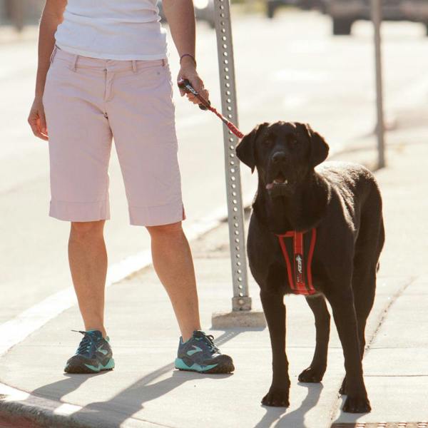 EzyDog Cujo Dog Lead in Red