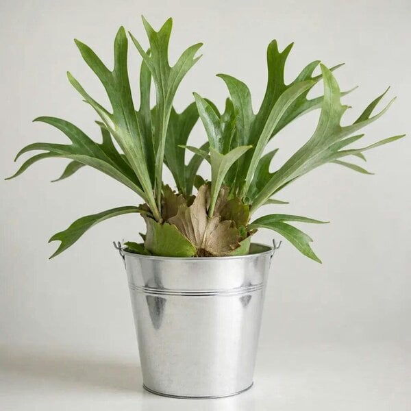 Platycerium Bifurcatum Staghorn Fern – Unique Antler-Shaped Foliage Indoor Houseplant