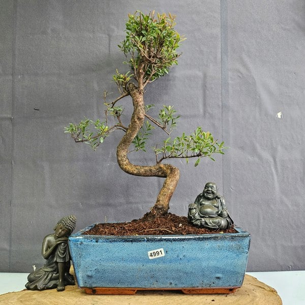 Yorkshire Bonsai Brush Cherry (Syzygium) Bonsai Tree | Shaped | In 25cm Pot