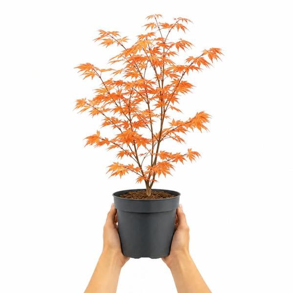 3L Acer Orange Leaf in Pot Outdoor Tree for Patio & Garden