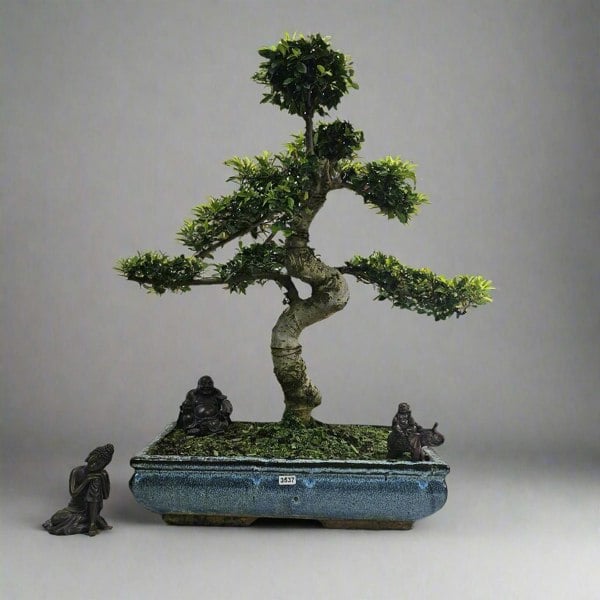 Yorkshire Bonsai Large Chinese Elm (Ulmus Parvifolia) Bonsai Tree | Shaped | In 40cm Pot