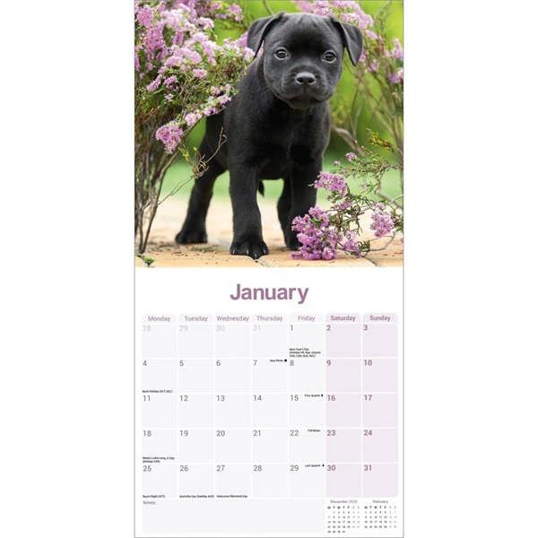 Staffordshire Bull Terrier Puppies Calendar 2027, Wall Calendars, Month To View, Dogs, Gift