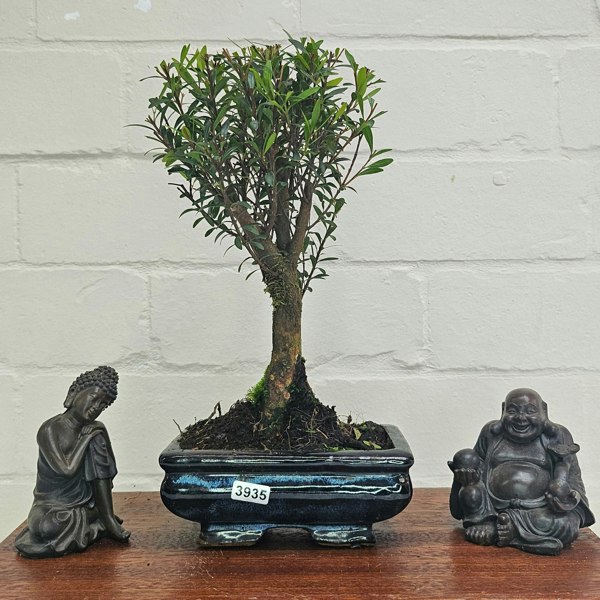 Yorkshire Bonsai Brush Cherry (Syzygium) Bonsai Tree | Broom | In 15cm Pot