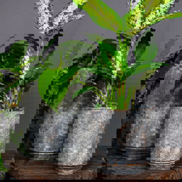 Ivyline Tivoli Planter Earth