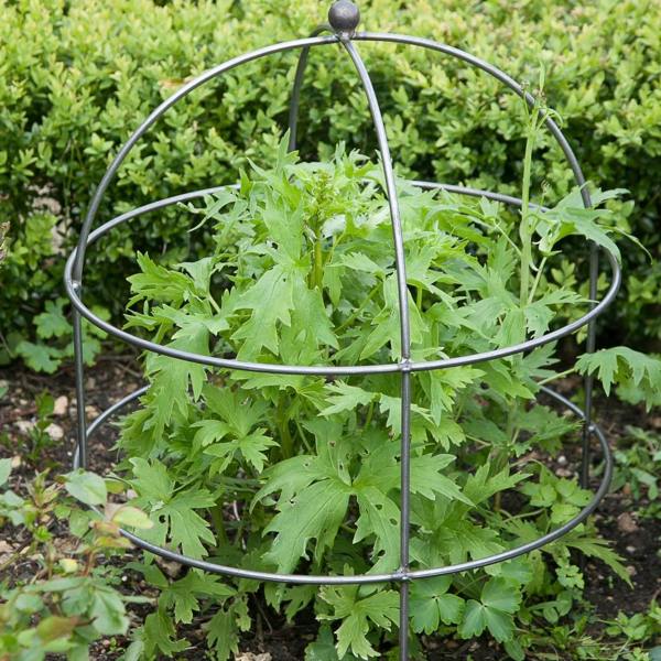A large domed metal plant support surrounding a tall green leafy plant in a garden border.