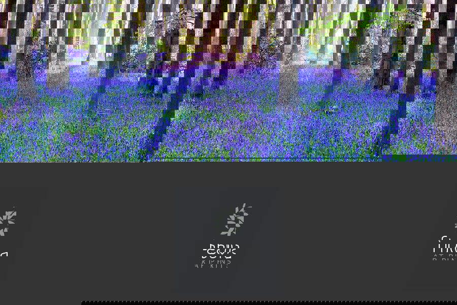 A forest of bluebells in spring - print on canvas