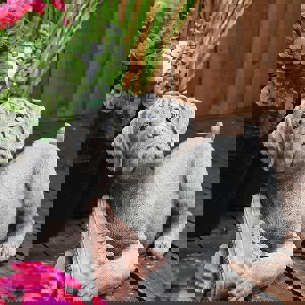 Dog and Shoe Stone Garden Ornament