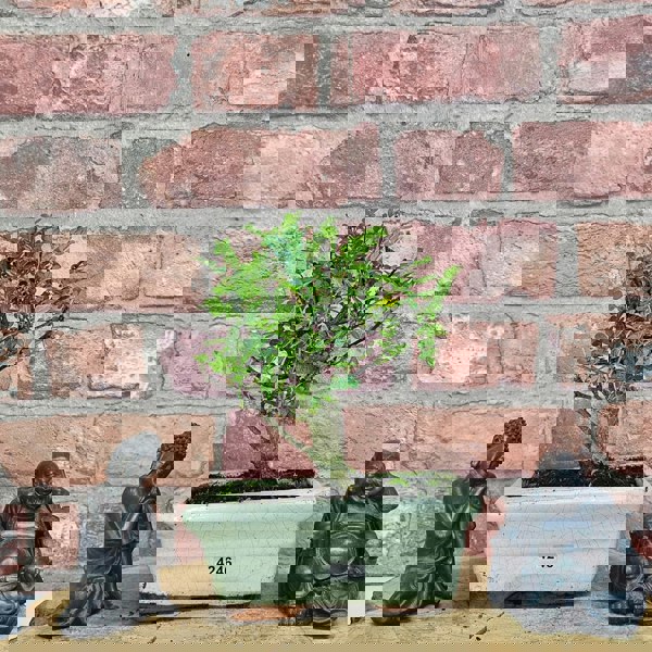 Yorkshire Bonsai Chinese Pepper (Zanthoxylum Pipertum) Bonsai Tree | Broom | In 15cm Pot