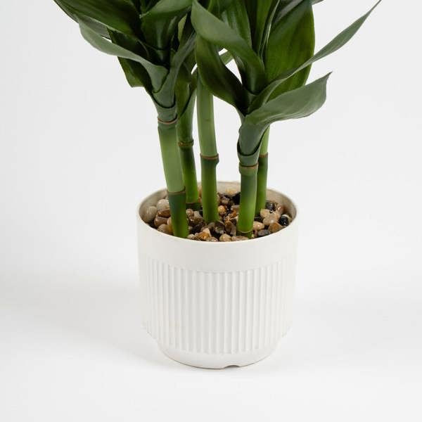 Scottish Everlastings 60cm Lucky Bamboo in White Plastic Pot