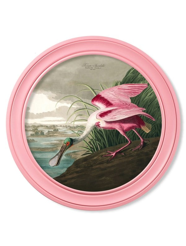 Exceptional Art c.1838 Audubon's Spoonbill in Pink Frame