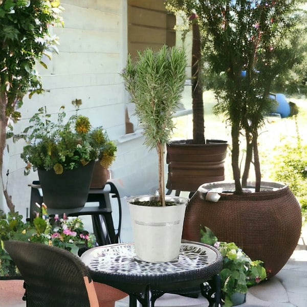 Rosemary Tree 45cm