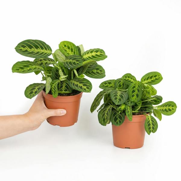 Maranta Lemon Lime Prayer Plant Green Variegated 12cm Pot The Rose Press Garden