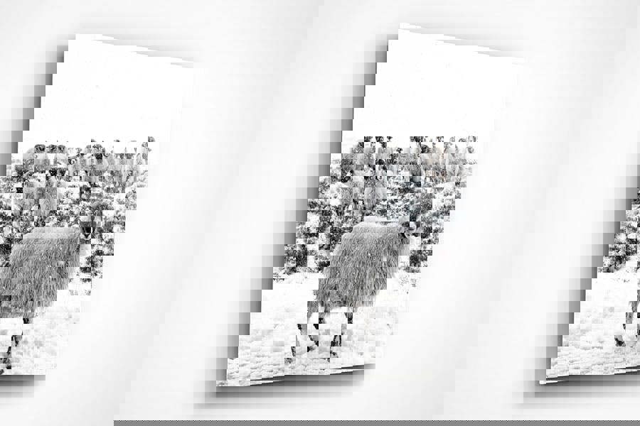 leader of the flock photographic art print by Janet Burdon