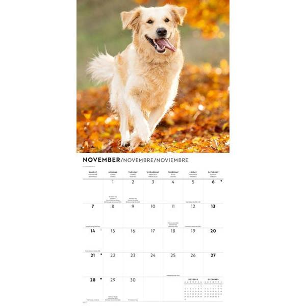 Golden Retrievers Calendar 2027, Wall Calendars, Month To View, Dogs, Gift