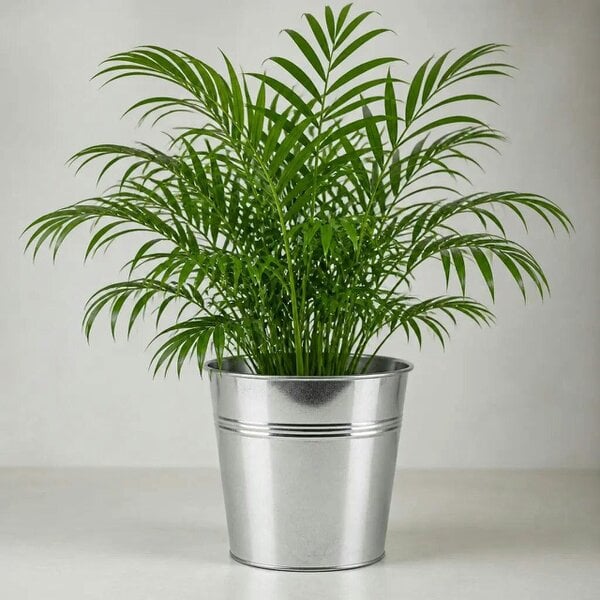 Chamaedorea Elegans Parlour Palm 2L – Elegant Tropical Indoor Houseplant - Galvanized Bucket
