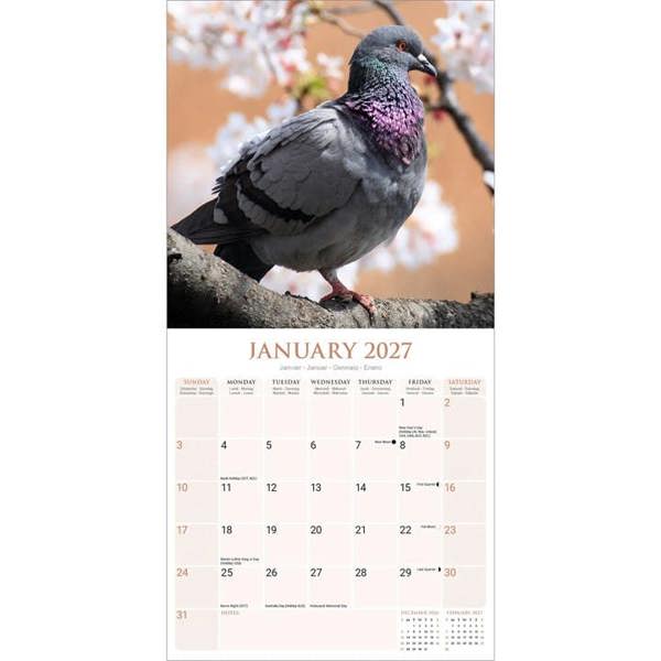 Pigeons Calendar 2027, Wall Calendars, Month To View, Animals, Gift