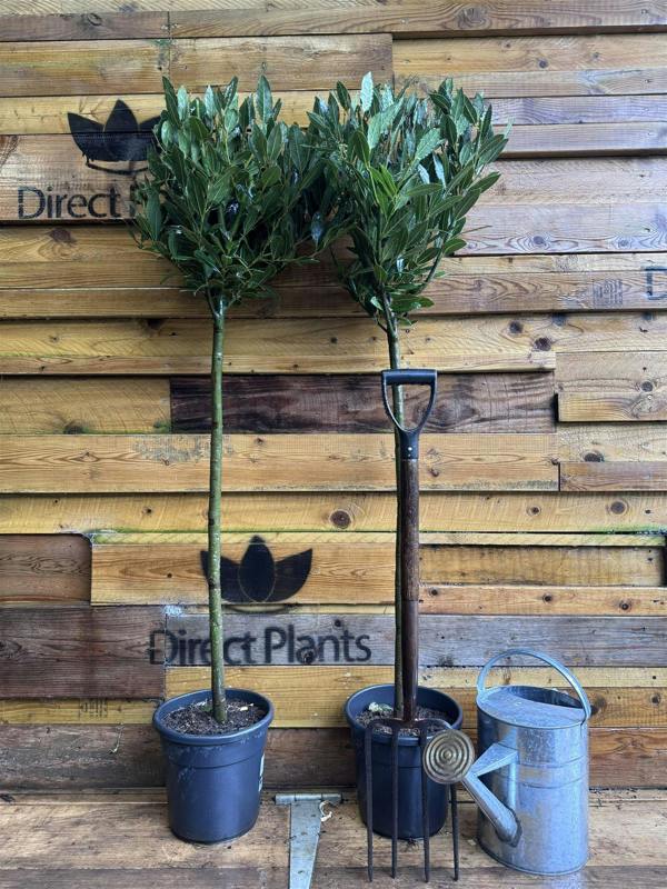 Direct Plants Extra Large Laurus Nobilis Lollipop Standard Bay Tree 5ft Tall By Direct Plants
