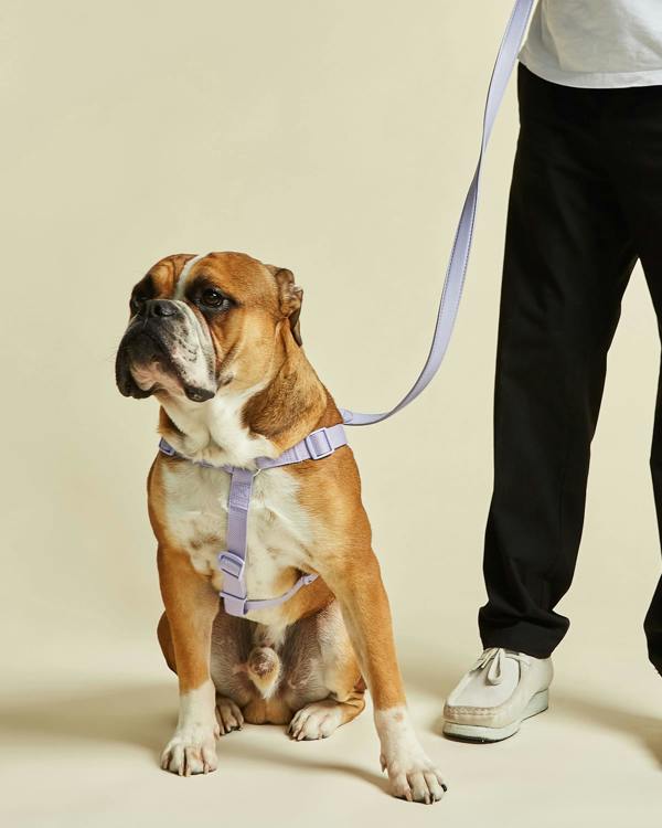 Y Shaped Dog Harness in Purple / Lilac Colourway by Barc London