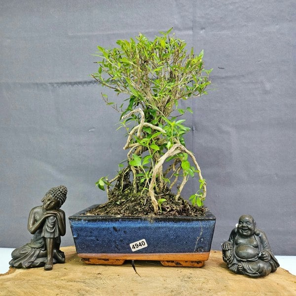 Yorkshire Bonsai Snow Rose (Serissa) Bonsai Tree | Broom | In 20cm Pot