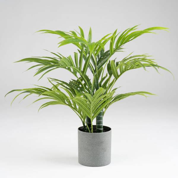 Scottish Everlastings 60cm Palm Tree