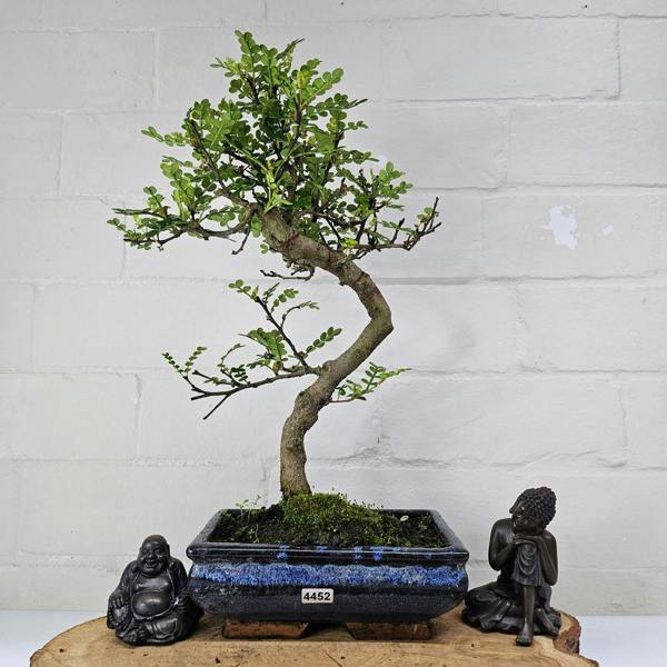 Yorkshire Bonsai Chinese Pepper (Zanthoxylum Pipertum) Bonsai Tree | Shaped | In 20cm Pot