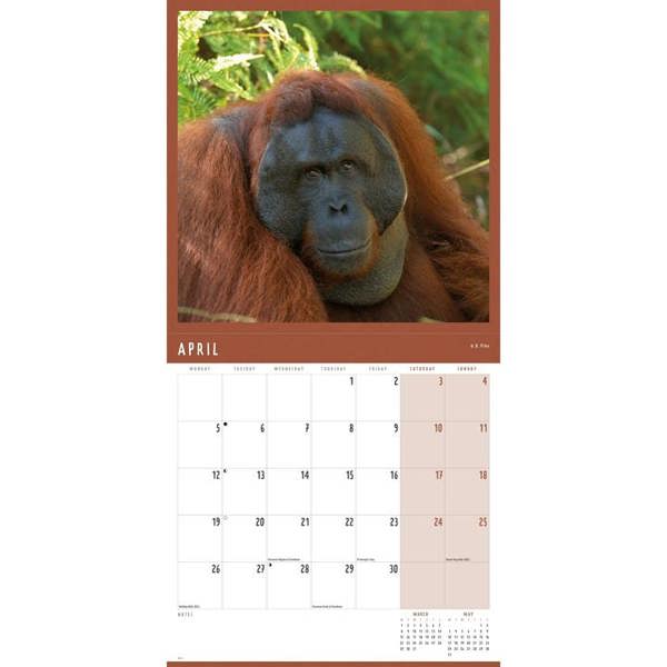 Orangutan Calendar 2027, Wall Calendars, Month To View, Animals, Gift