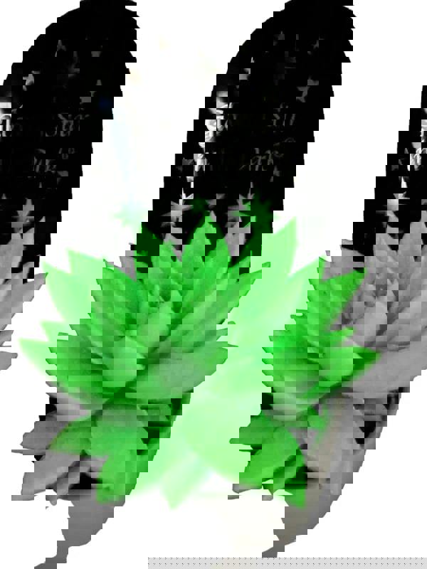 Echeveria Glow in the Dark in 12cm Pot Plants By Post