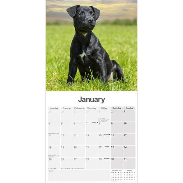Patterdale Terrier Calendar 2027, Wall Calendars, Month To View, Dogs, Gift