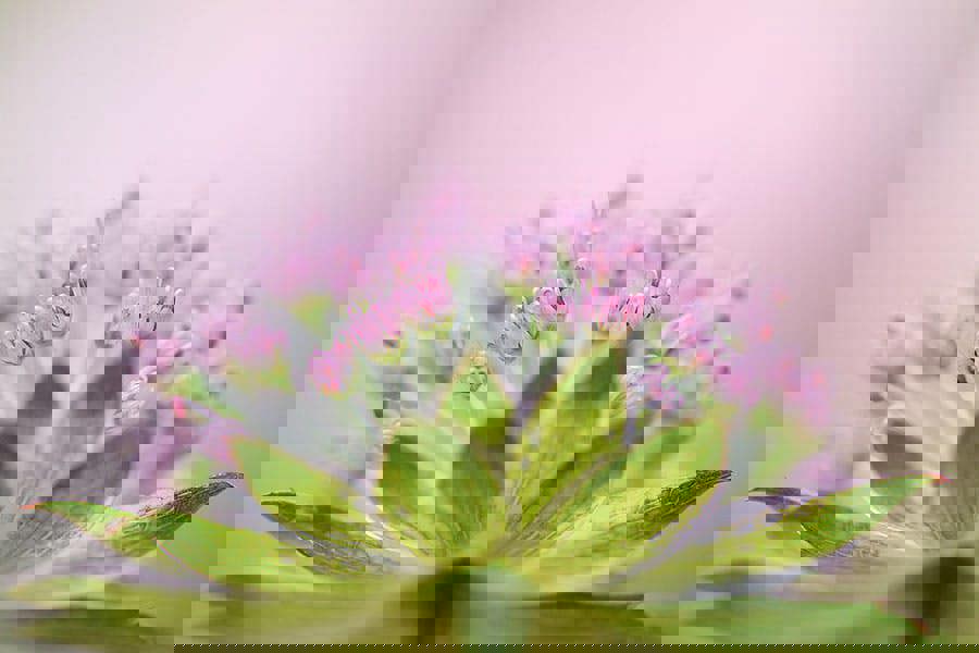 astrantia pink and green flower art