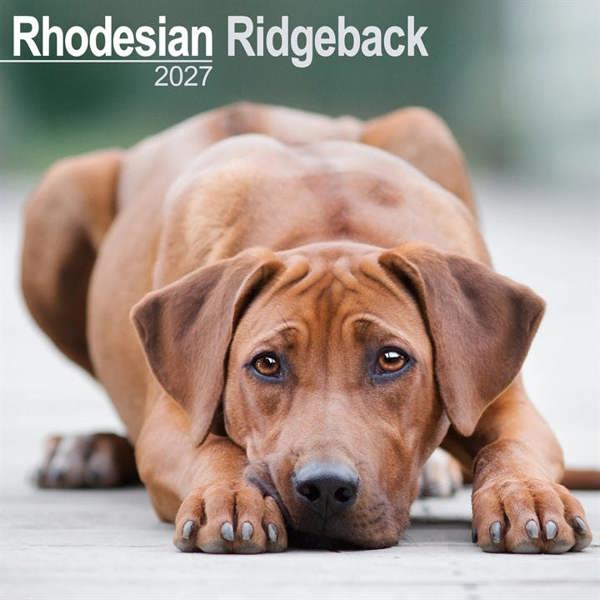 Rhodesian Ridgeback Calendar 2027, Wall Calendars, Month To View, Dogs, Gift