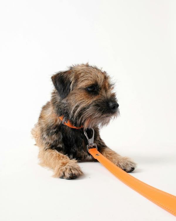 Barc London Mandarin Orange Dog Lead