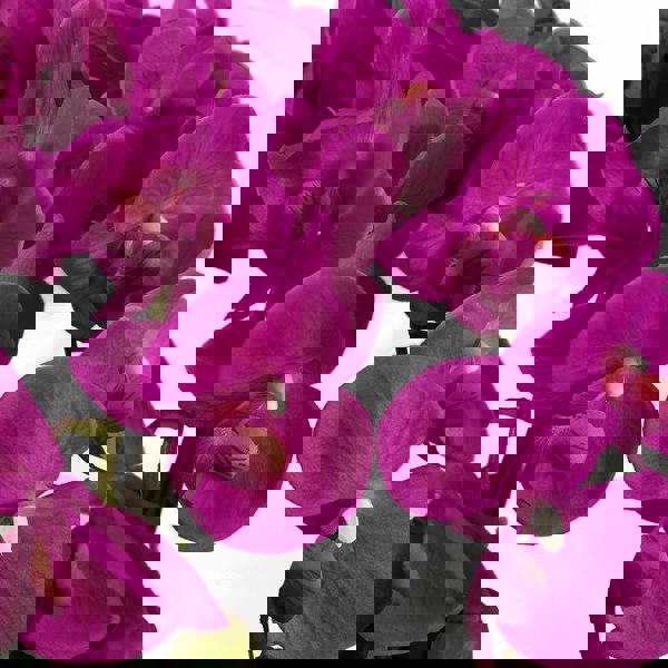 Leaf 85cm Artificial Deluxe XL Orchid - Dark Pink