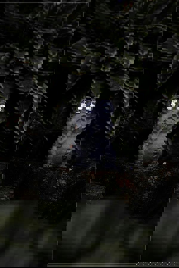 Luxform Solar Stone Frog Led Light