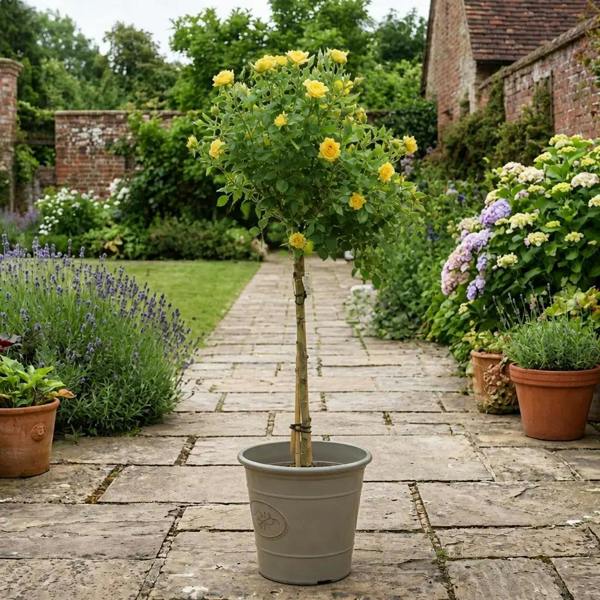 7.5L Standard Rose Tree Yellow 100-110cm | Elegant Flowering Garden Rose Plant Plants By Post