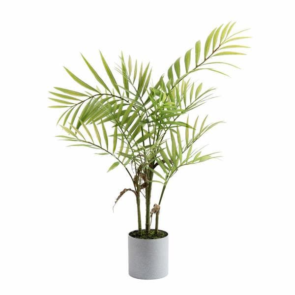 Scottish Everlastings 66cm Palm in Grey Plastic Pot