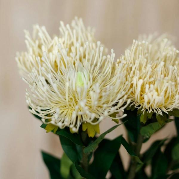 Wyld Haus Set of 3 Artificial Flowers Cream Protea Lorea Stems