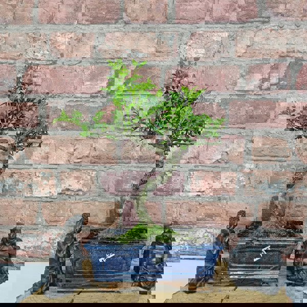 Yorkshire Bonsai Chinese Pepper (Zanthoxylum Pipertum) Bonsai Tree | Shaped | In 20cm Pot
