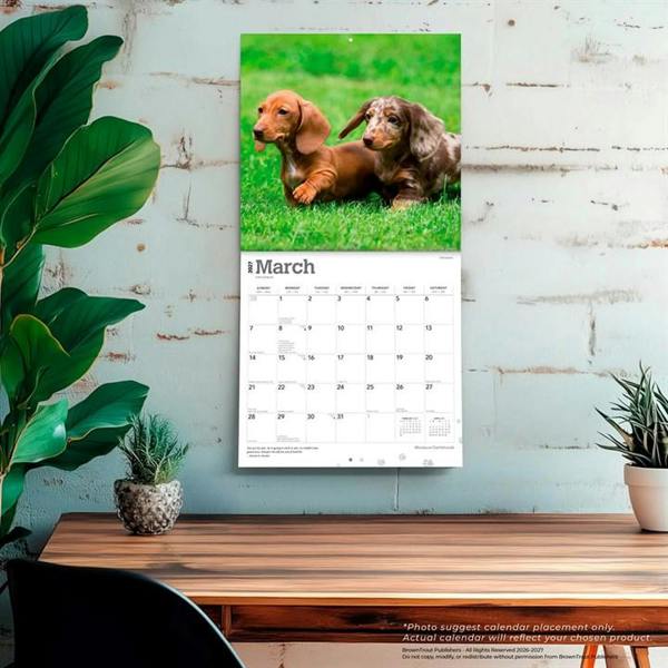 Miniature Dachshunds Calendar 2027, Wall Calendars, Month To View, Dogs, Gift