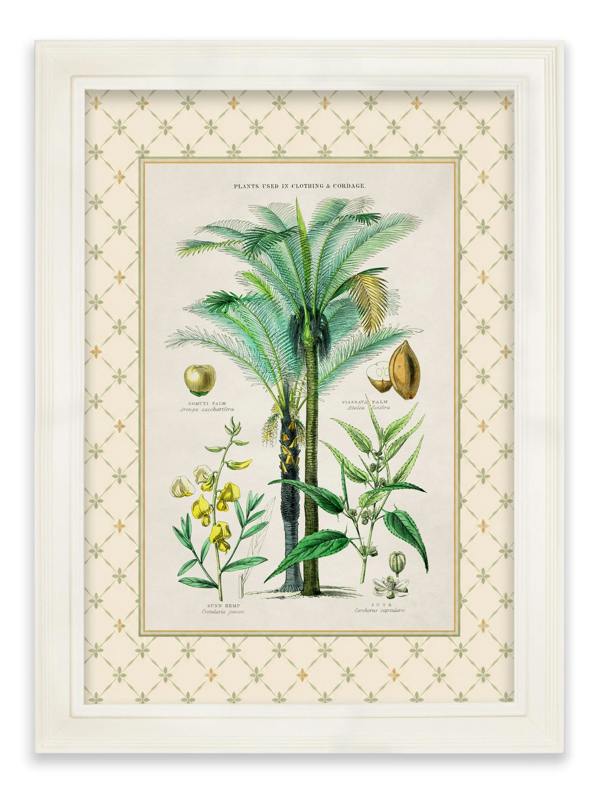 Exceptional Art c.1877 Plants Used as Food and Clothing with Trellis Mount - Cream Hurstwood Frame