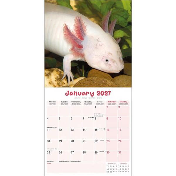 Axolotls Calendar 2027, Wall Calendars, Month To View, Animals, Gift