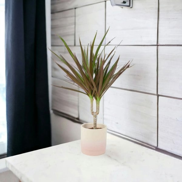 Draceana Marginata Dragon Tree Tropical Plant 12cm