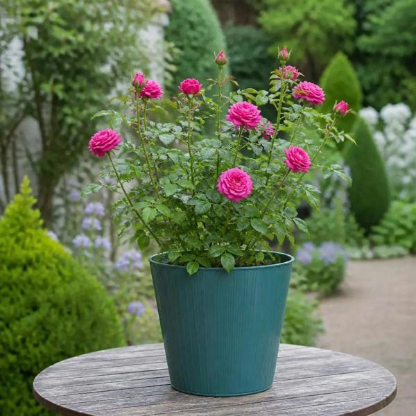 5L Rose Let's Celebrate Dark Pink Rose Bush- Beautiful Flowering Garden Plant