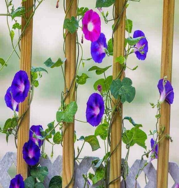 Morning glory mix seeds