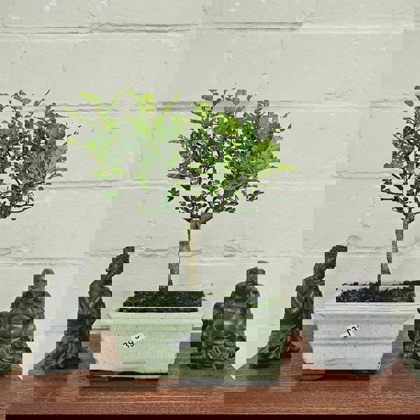 Yorkshire Bonsai Chinese Pepper (Zanthoxylum Pipertum) Bonsai Tree | Broom | In 15cm Pot