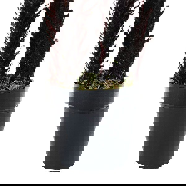 Artificial Double Cycas Decorative Plant in Planter Living and Home