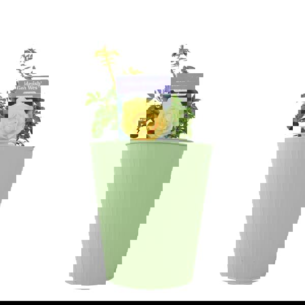 Golden Wishes Rose (Patio) – 5.5L Pot – Compact Patio Rose with Sunny Yellow Blooms Plants By Post