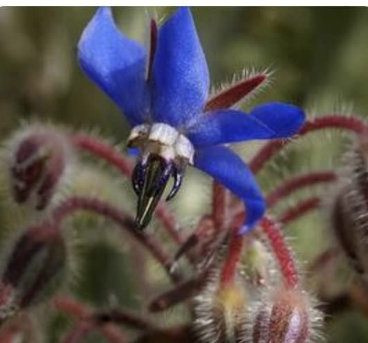 borage seeds for planting