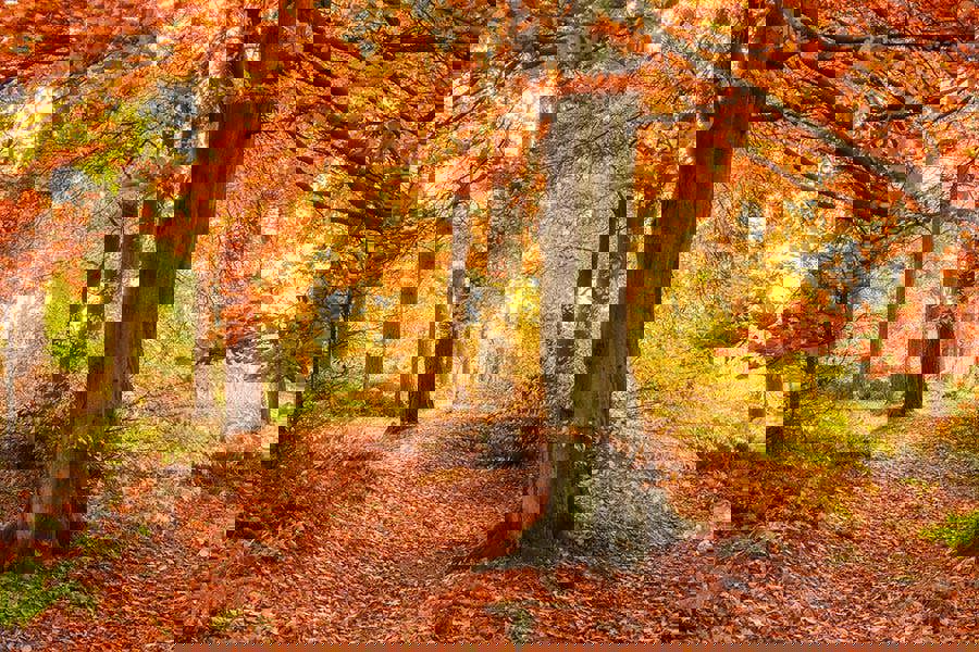 golden forest autumn canvas framed print