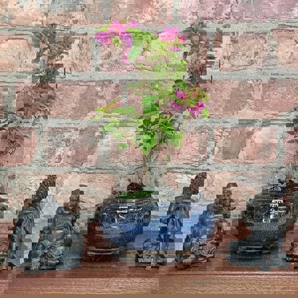 Yorkshire Bonsai Bougainvillea Bonsai Tree - In 15cm Pot